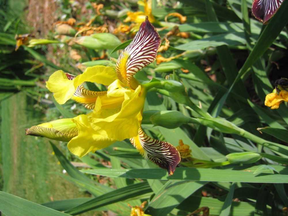 Iris variegata (Mehrfarbige Schwertlilie)